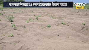 Yavatmal जिल्ह्यात 36 हजार हेक्टरवरील पिकांना फटका, नुकसान भरपाई देण्याची शेतकऱ्यांची मागणी