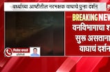 Wardha Tiger | वर्ध्याच्या आष्टीतील नरभक्षक वाघाचे पुन्हा दर्शन | NDTV Marathi
