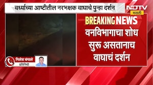 Wardha Tiger | वर्ध्याच्या आष्टीतील नरभक्षक वाघाचे पुन्हा दर्शन | NDTV Marathi