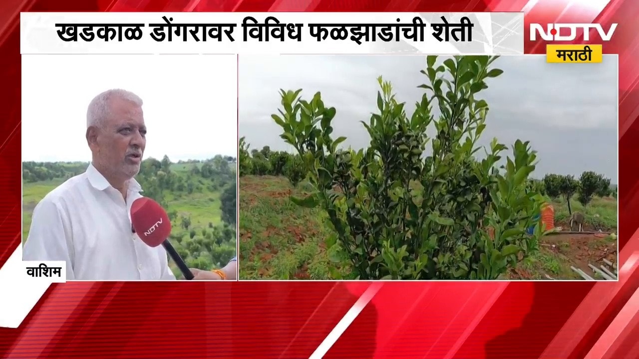 Washim Farming | खडकाळ डोंगरावर फळबागेचं नंदनवन..! 25 एकरामध्ये फुलवली संत्रा-मोसंबीची शेती