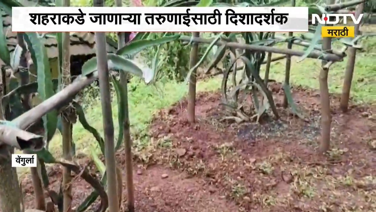 Dragon Fruit Farming | तळकोकणात आदर्श शेती, वेंगुर्ल्यात ड्रॅगन फ्रूट शेतीचा यशस्वी प्रयोग