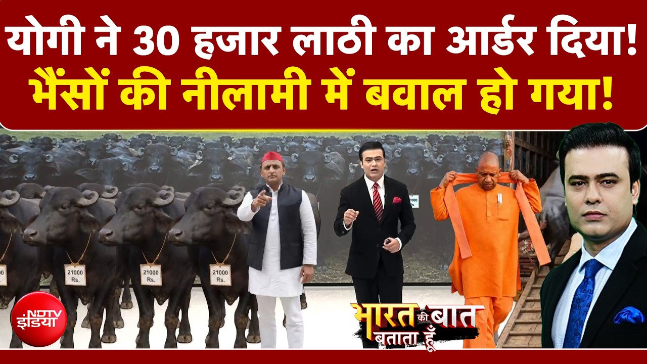 लखनऊ में भैंसों की नीलामी पर बवाल, अखिलेश ने लगाया एक लाख रुपये घूस मांगने का आरोप!