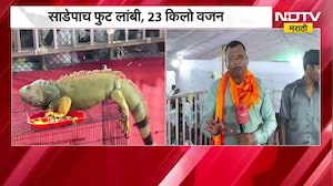 Shirdi|चक्क साडेपाच फुटांचा सरडा, 23 किलो वजन; कृषी प्रदर्शनात &lsquo;टॉनी&rsquo; नावाच्या सरड्याची क्रेझ