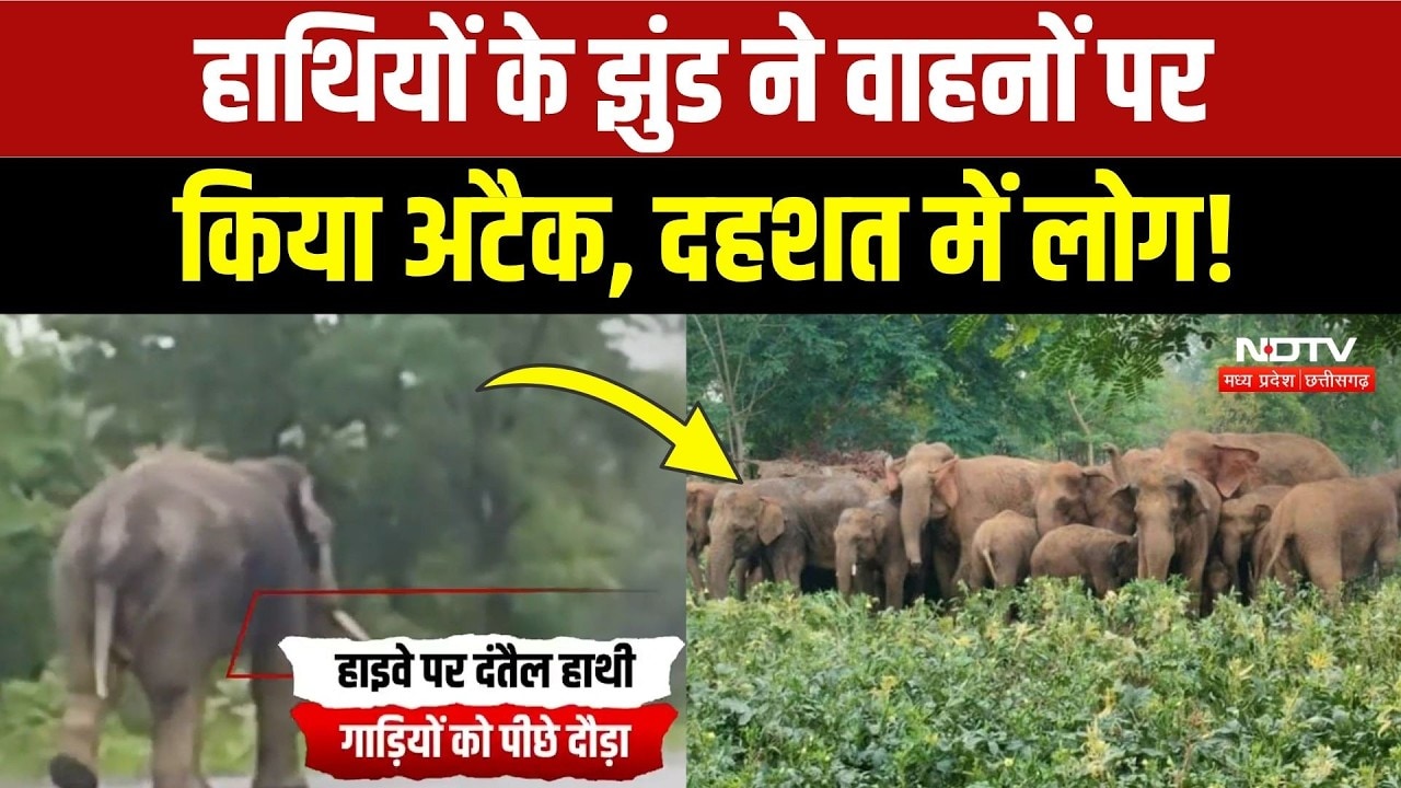 Elephant Attack Video: हाईवे पर गाड़ियों के पीछे दौड़ा हाथियों का झुंड, मची अफरा-तफरी! Breaking News