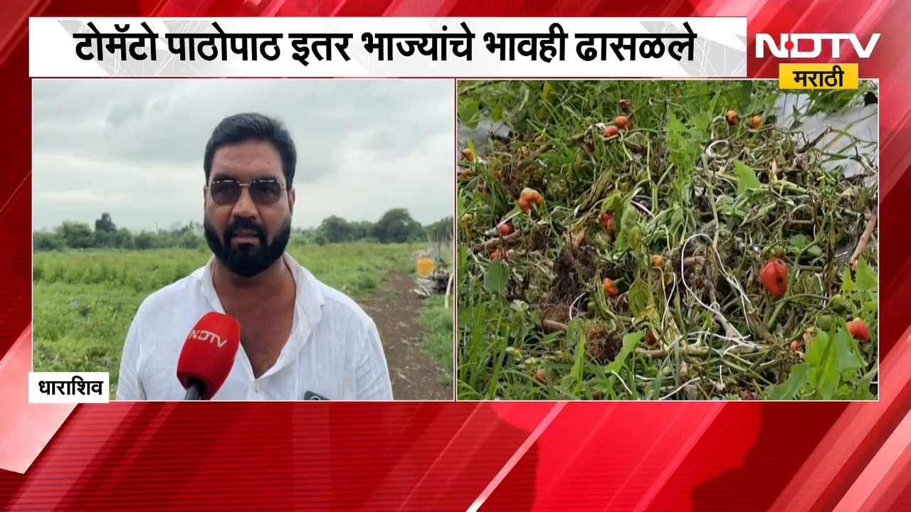Dharashiv Farming | धाराशिवमध्ये शेतकऱ्याने उपटली ढोबळी मिरची, प्रतिक्रिया काय? | NDTV Marathi