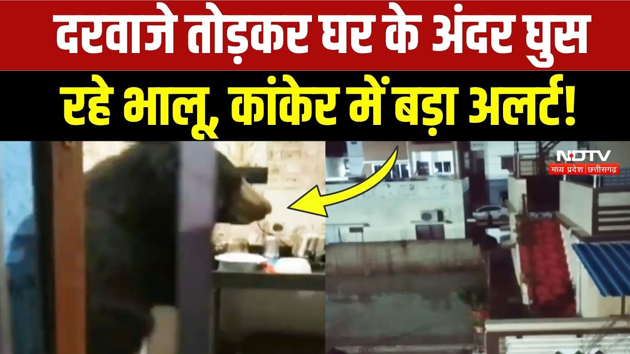 Bear terror in Kanker: रिहायशी इलाकों में भालुओं की घुसपैठ, अलर्ट पर वन विभाग! Viral | Breaking News