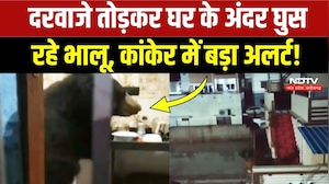 Bear terror in Kanker: रिहायशी इलाकों में भालुओं की घुसपैठ, अलर्ट पर वन विभाग! Viral | Breaking News