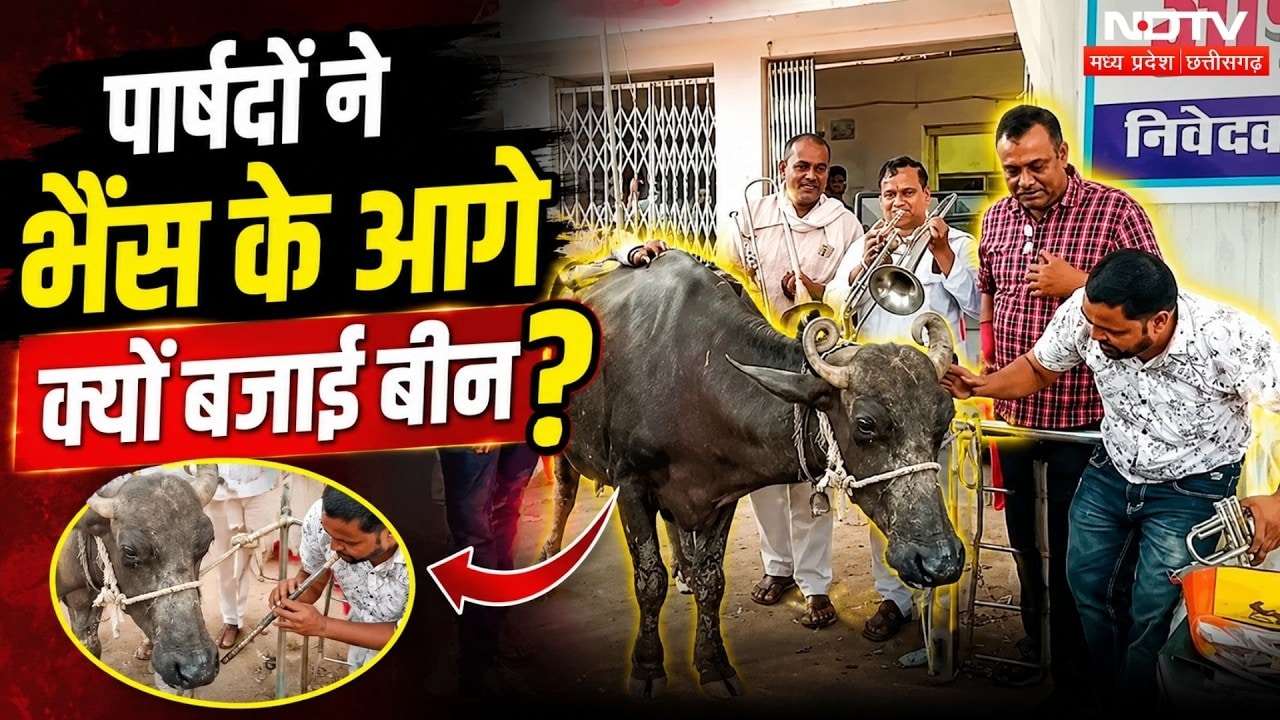 Councilors Protest in Dabra: डबरा में पार्षदों ने भैंस के आगे बैंड बजाकर जताया विरोध! Viral Video