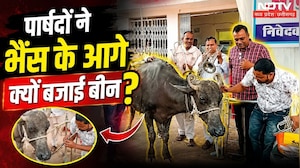Councilors Protest in Dabra: डबरा में पार्षदों ने भैंस के आगे बैंड बजाकर जताया विरोध! Viral Video