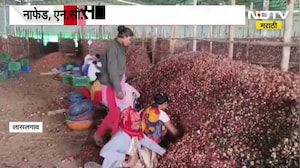 Nashik| मोठी बातमी| NAFED, NCCF ने खरेदी केलेला वखार महामंडळाच्या गोदामातील कांदा सडला
