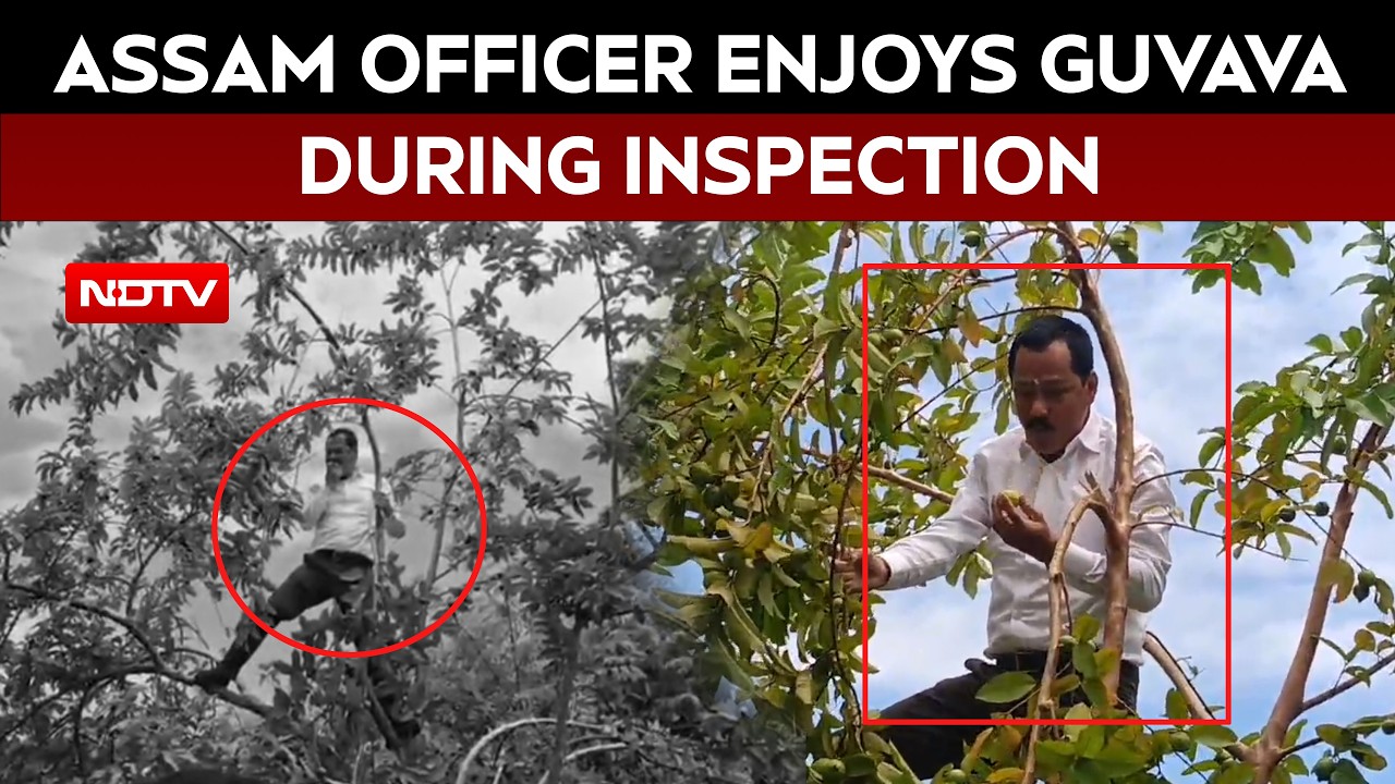 Assam Officer Climbs Tree, Enjoys Guava During Inspection