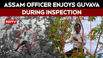 Assam Officer Climbs Tree, Enjoys Guava During Inspection