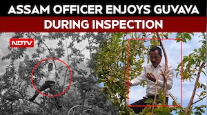 Assam Officer Climbs Tree, Enjoys Guava During Inspection