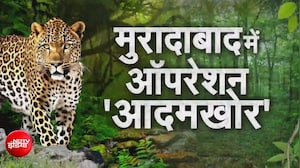 यूपी के मुरादाबाद में तेंदुए की दहशत, चलाया जा रहा 'ऑपरेशन आदमखोर'!