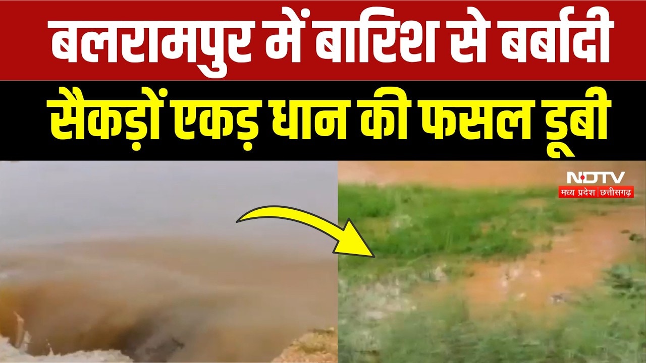 Heavy Rain in Balrampur: तटबंध टूटने से डूबी सैकड़ों एकड़ धान की फसल, भारी बर्बादी! Breaking News
