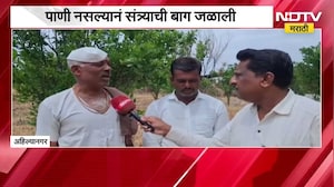 Ahilyanagar | पाण्याअभावी संत्र्याची बाग जळाली, सरकारनं टँकरद्वारे पाणीपुरवठा करावा सरकारची मागणी