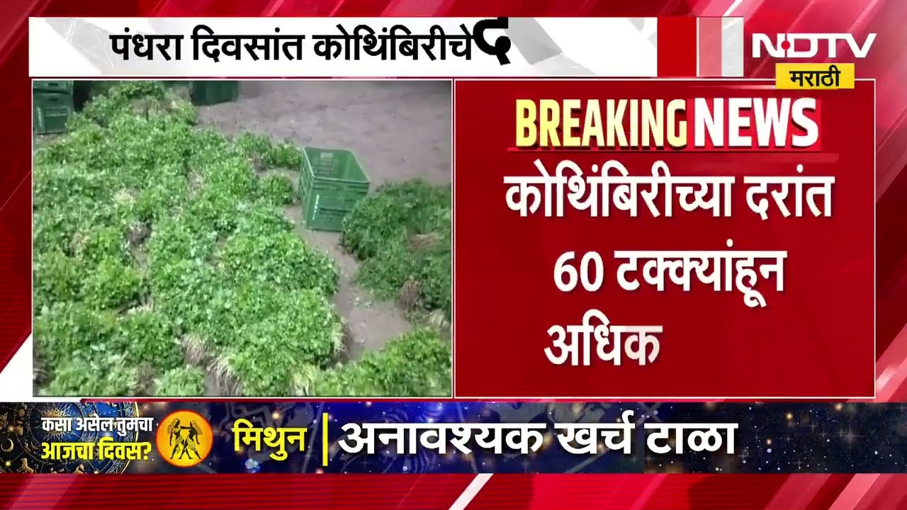 कोथिंबिरीची एक जुडी 2 ते 5 रुपयांवर, शेतकरी अडचणीत Price of a bunch of coriander drops to ₹2–5