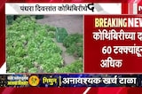 कोथिंबिरीची एक जुडी 2 ते 5 रुपयांवर, शेतकरी अडचणीत Price of a bunch of coriander drops to ₹2&ndash;5