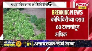 कोथिंबिरीची एक जुडी 2 ते 5 रुपयांवर, शेतकरी अडचणीत Price of a bunch of coriander drops to ₹2&ndash;5