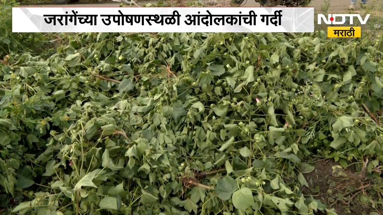 Manoj Jarange यांच्या उपोषणस्थळी आंदोलकांची गर्दी, जागा अपुरी पडत असल्याने शेतकऱ्याने पीक काढलं