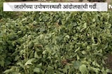 Manoj Jarange यांच्या उपोषणस्थळी आंदोलकांची गर्दी, जागा अपुरी पडत असल्याने शेतकऱ्याने पीक काढलं