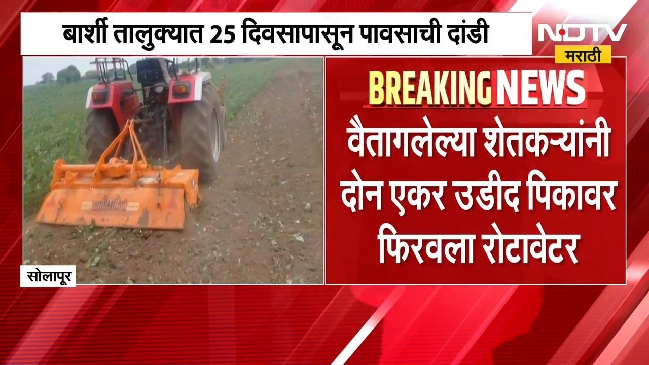 Solapur मधील बार्शी तालुक्यात २५ दिवसापासून पावसाची दांडी, आगळगाव मंडळातील शेतकरी संकटात | NDTV