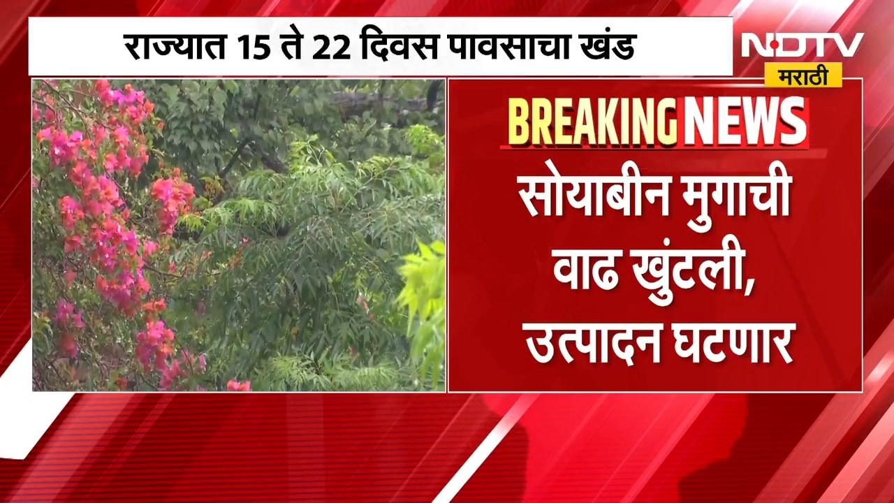 Maharashtra Rain | पावसाने दडी मारली, पिकं खुंटली; राज्यातील 117 तालुक्यात परिस्थिती बिकट | NDTV