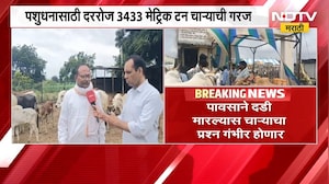 Buldhana| पावसाची दडी, चाऱ्यावर थेट परिणाम; बुलढाण्यात 82 हजार 200 मेट्रिक टन चारा शिल्लक