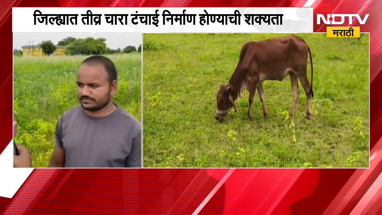 El Nino च्या प्रभावामुळे Hingoli मध्ये पावसाची तूट, चाऱ्याअभावी जनावरे विकण्याची शेतकऱ्यांवर वेळ