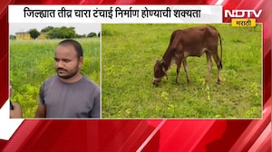 El Nino च्या प्रभावामुळे Hingoli मध्ये पावसाची तूट, चाऱ्याअभावी जनावरे विकण्याची शेतकऱ्यांवर वेळ