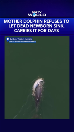 Video: Mother Dolphin Refuses To Let Dead Newborn Sink, Carries It For Days
