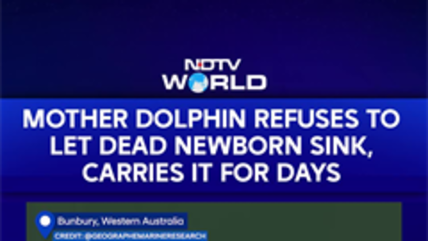 Video: Mother Dolphin Refuses To Let Dead Newborn Sink, Carries It For Days