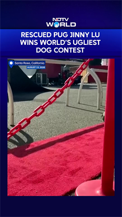 US News: Jinny Lu Wins World&rsquo;s Ugliest Dog Contest 2026, South Korea-Rescued Pug Takes Top Prize