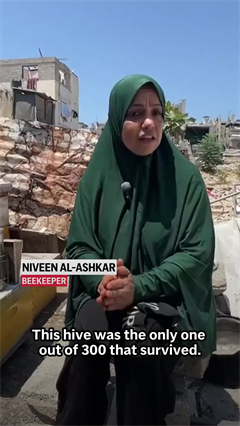 Meet The Beekeepers In Gaza Trying To Restart Their Businesses