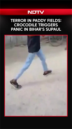 Bihar News | Crocodile Triggers Panic In Bihar&rsquo;s Supaul, Gets Safely Rescued