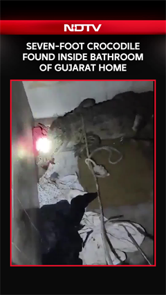 Video: Seven-Foot Crocodile Found Inside Bathroom Of Gujarat Home