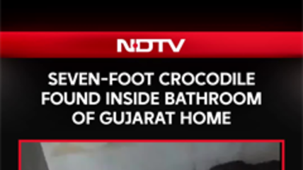 Seven-Foot Crocodile Found Inside Bathroom Of Gujarat Home
