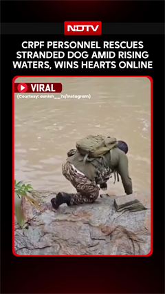 CRPF Personnel Rescues Stranded Dog Amid Rising Waters, Wins Hearts Online