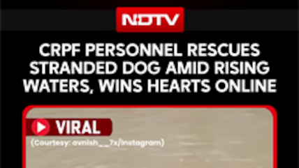 CRPF Personnel Rescues Stranded Dog Amid Rising Waters, Wins Hearts Online