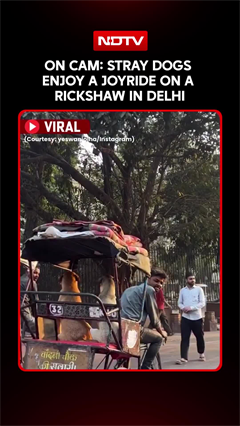 Delhi News | Heartwarming Video Of Stray Dogs Enjoying A Rickshaw Ride In Delhi Goes Viral