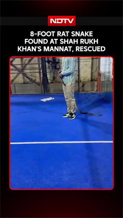 8-Foot Rat Snake Rescued From Shah Rukh Khan&rsquo;s Mannat In Mumbai