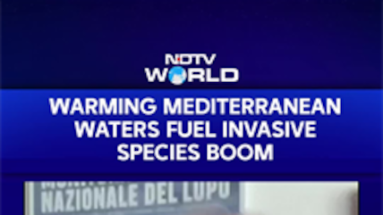 Why Hundreds Of New Species Are Taking Over The Mediterranean Sea
