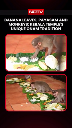 On Camera, Monkeys Eat Onam Sadya At Kerala Temple