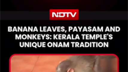 On Camera, Monkeys Eat Onam Sadya At Kerala Temple