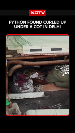 Python Found Near Delhi Housing Complex, Safely Rescued