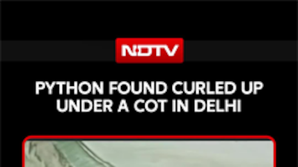 Python Found Near Delhi Housing Complex, Safely Rescued