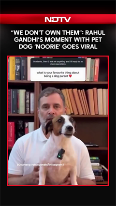 "We Don't Own Them": Rahul Gandhi's Moment With Pet Dog 'Noorie' Goes Viral