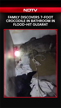 Video: Gujarat Floods | 7-Foot Crocodile Found Inside Flood-Hit Home, Family Escapes Unhurt