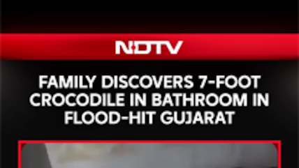 Gujarat Floods | 7-Foot Crocodile Found Inside Flood-Hit Home, Family Escapes Unhurt