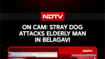 Stray Dog Attacks Elderly Man In Karnataka's Belagavi, Shocking CCTV Video Goes Viral